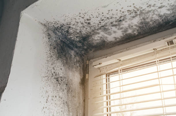 Trusted Commercial Mold Remediation service in Shirleysburg, PA - Cheap Mold Removal