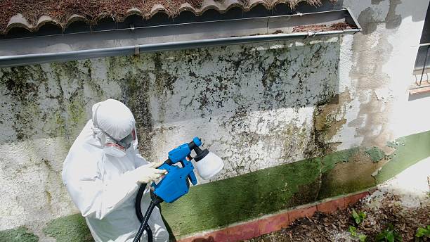 Top rated local Basement Mold Removal specialists in Shirleysburg, PA